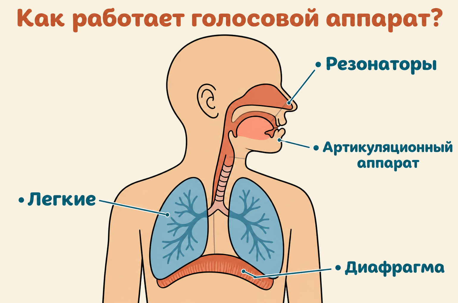 Как устроен и работает голосовой аппарат
